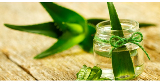 Planta miraculoasa care vindeca peste 100 de boli