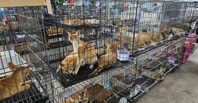 Peste 400 de pisici salvate din comerțul cu carne de pisică din Vietnam