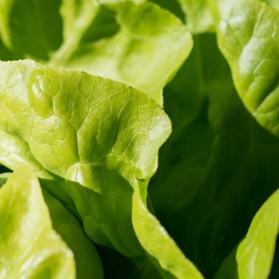 Salata verde. Beneficii pentru sanatate