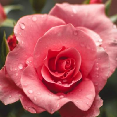 FamousRoses.eu aduce in Romania butasi de trandafiri de la producatorul de top Delbard