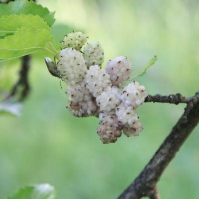 Slabeste cu DUDE ALBE: fructe miraculoase pentru sanatate