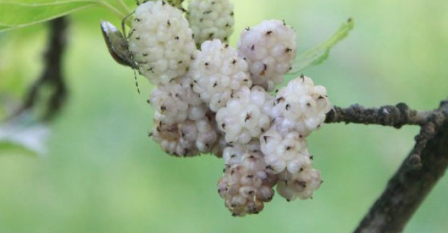 Slabeste cu DUDE ALBE: fructe miraculoase pentru sanatate