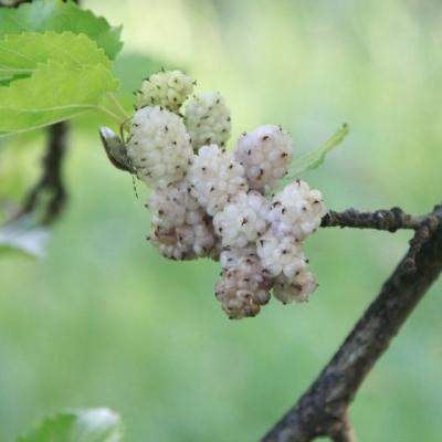 Slabeste cu DUDE ALBE: fructe miraculoase pentru sanatate