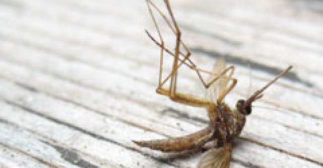 Cum ne protejam impotriva tantarilor