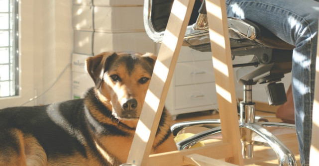 Animale de companie în carantină - cum să ai grijă de prietenii tăi necuvântători