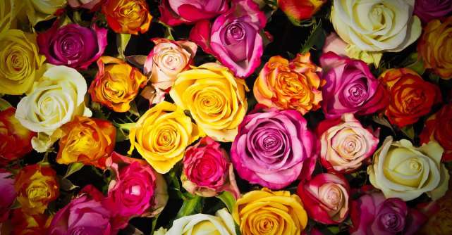 Ghidul semnificațiilor culorilor trandafirilor