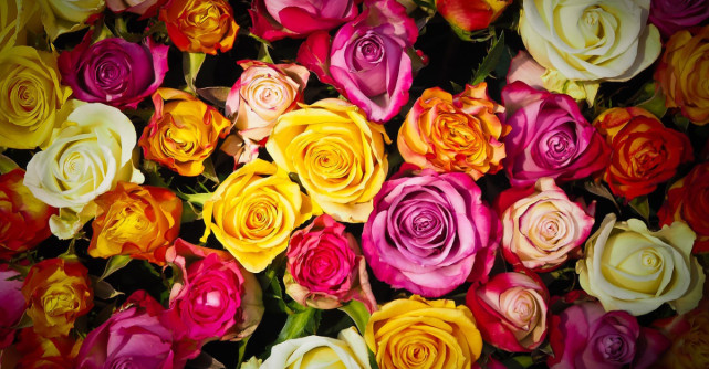 Ghidul semnificațiilor culorilor trandafirilor