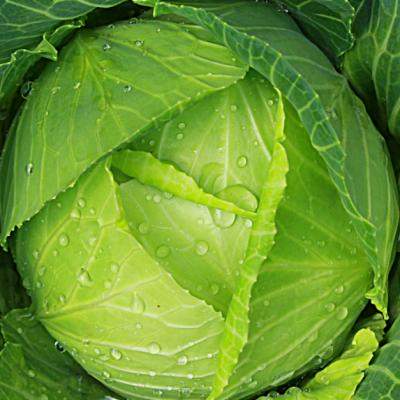 Varza, sanatate curata. Iata ce beneficii are