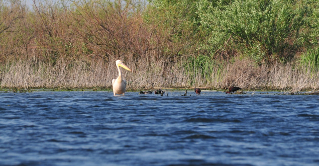 Crisan, inima Deltei: De ce la Crisan, de ce in luna mai?