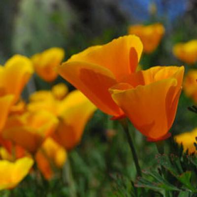 5 analgezice naturale - Uita de durere prin metode naturiste