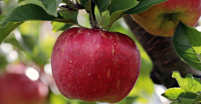 Detoxifiere intensa de toamna