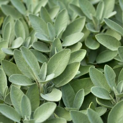 5 plante de ajutor daca ai gingivita