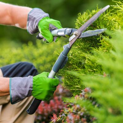 5 echipamente și accesorii de grădinărit care îți vor face munca mai ușoară