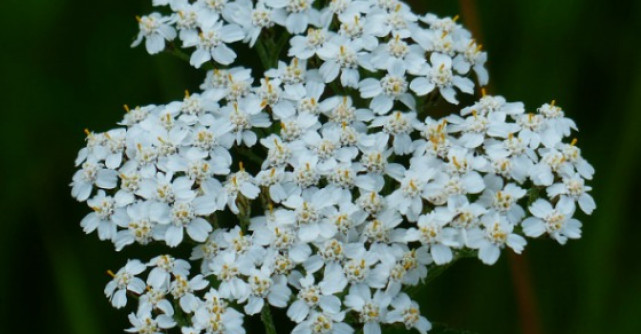 Coada Soricelului - Planta Miracol a sanatatii feminine