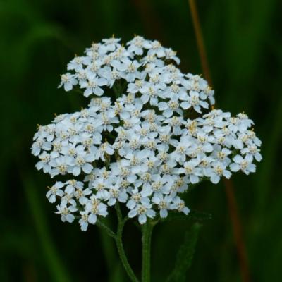 Coada Soricelului - Planta Miracol a sanatatii feminine