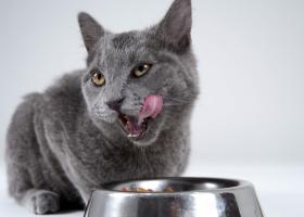 Patru mituri despre hrana pentru pisici demontate de veterinari