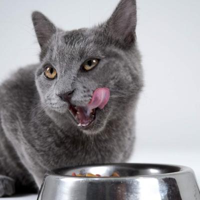 Patru mituri despre hrana pentru pisici demontate de veterinari