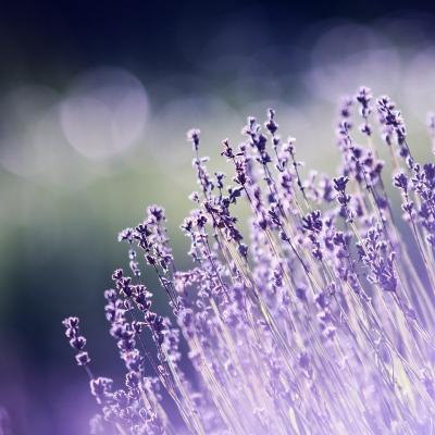 6 flori de vară pentru grădina ta