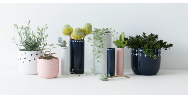 4 plante greu de omorat, care purifica aerul