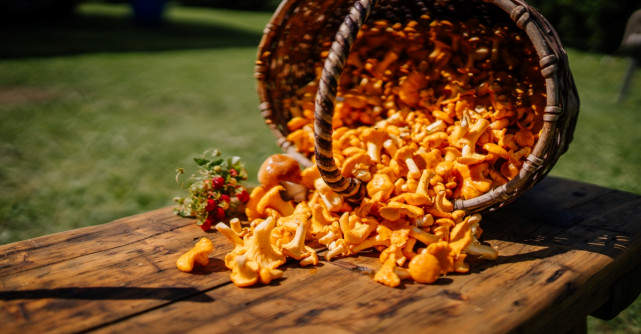 Rețete de toamnă cu gălbiori: Delicioase, pline de savoare și un adevărat izvor de sănătate