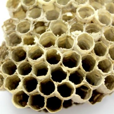 Cum trebuie consumat, de fapt, propolisul pentru un efect rapid