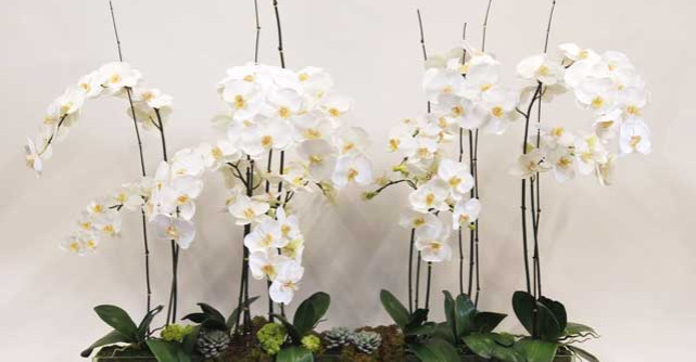 Orhideele, cele mai populare plante
