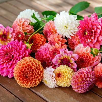 Flori de grădină care înfloresc toată vara: ce să alegi, când să le plantezi și cum să le îngrijești în România