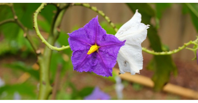 Cea mai sanatoasa leguma din lume: Sute de ani a fost denigrata din cauza gustului ei amarui