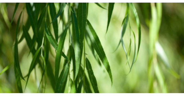 Proprietatile vindecatoare ale salciei. Cum ii poti folosi scoarta si frunzele