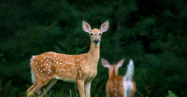 Mesagerii nevăzuți: ce ne transmit animalele în momentele neașteptate