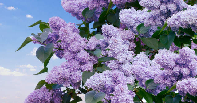 Tot ce nu stiai despre florile de liliac. Beneficii pentru sanatate