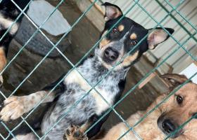 Adoptă un suflet, schimbă o viață: Cum poți oferi o a doua șansă animalelor de la All Souls Rescue Center