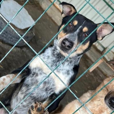Adoptă un suflet, schimbă o viață: Cum poți oferi o a doua șansă animalelor de la All Souls Rescue Center