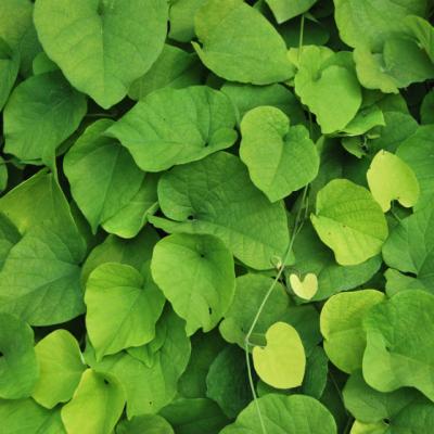 Planta anticancer din Romania pe care foarte putini o recunosc in natura