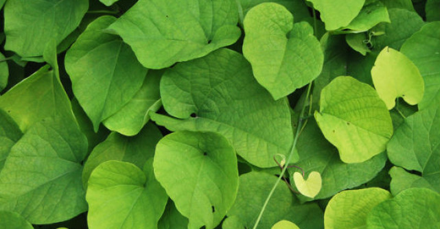 Planta anticancer din Romania pe care foarte putini o recunosc in natura