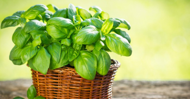 Busuiocul, planta magică