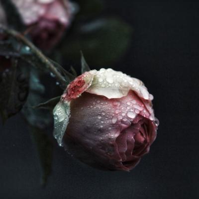 Iubirea este ca o floare. În fiecare zi trebuie să de îngrijești de ea