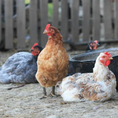 Foto: Ce vedeta din Romania are ca animal de companie o gaina?