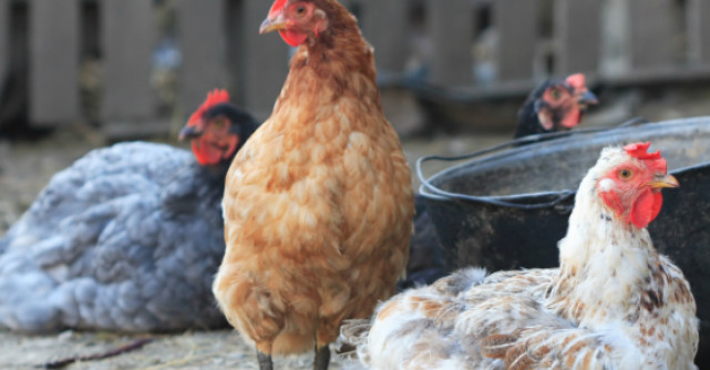 Foto: Ce vedeta din Romania are ca animal de companie o gaina?