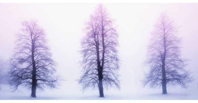 Povestea celor trei copaci