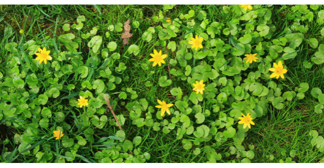 Untisorul sau salatica, planta bogata in vitamina C care creste nivelul de energie