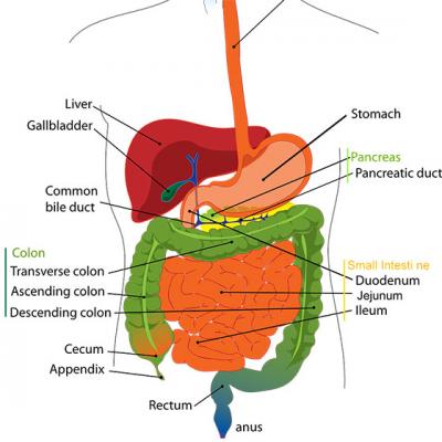 5 CELE MAI BUNE suplimente pentru DETOXIFIEREA colonului