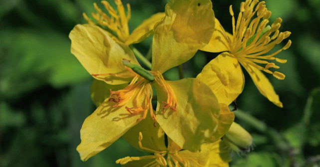 Rostopasca: beneficii, proprietăți și utilizări. Tot ce trebuie să știi despre rostopască și ceaiul de rostopască