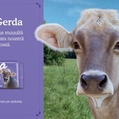  Milka a înlocuit văcuța mov de pe ambalaj cu văcuțe adevărate!