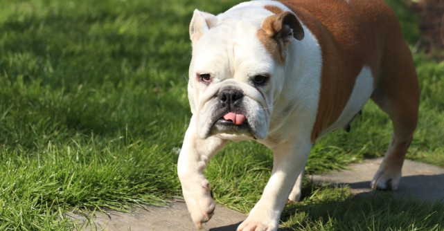 Top 7 cele mai frumoase și mai greu de îngrijit rase de câini