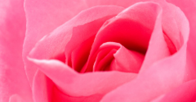 Pink Paradise a fost desemnat drept cel mai frumos trandafir al anului 2011