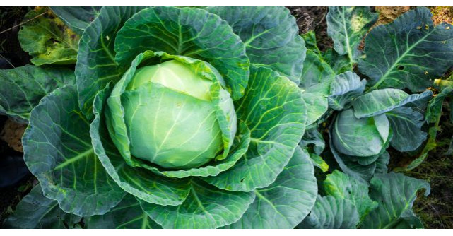 6 legume care te feresc de cancer