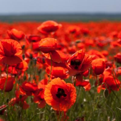 Ce beneficii are macul, cea mai fragila floare de camp