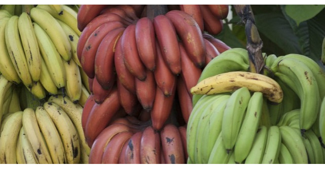 Ce sunt, de fapt, bananele rosii. Ai manca un astfel de fruct?