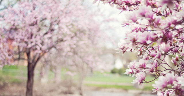 Imagini de Florii si citate frumoase despre flori